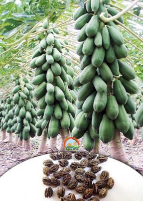 the green dotcom Red Lady - Honey Dew Papaya Mixed Fruit Seed (300 Seed) Seed(20 per packet)