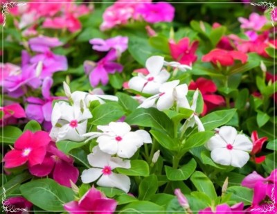 CORUS Mixed Color Periwinkle Seed, Vinca Rosea Flower Seed(80 per packet)