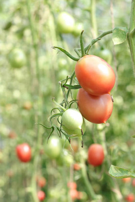 ARYAN EVERGREEN tomato Seed(155 per packet)