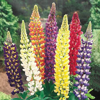 Epazo Lupin Mix Dwarf Flower Seed(12 per packet)
