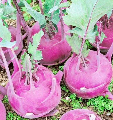 Aywal Fast Germination Knol Khol,Kholrabi Seed(2000 per packet)