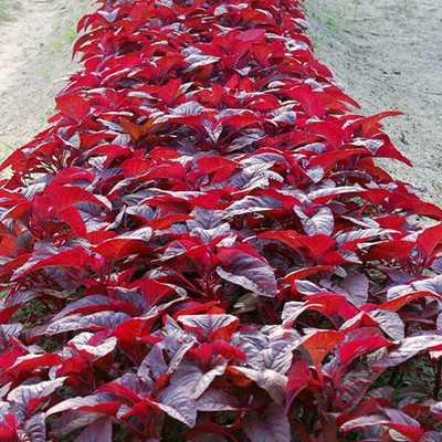 KANAYA Cholai Saag Seed(160 per packet)
