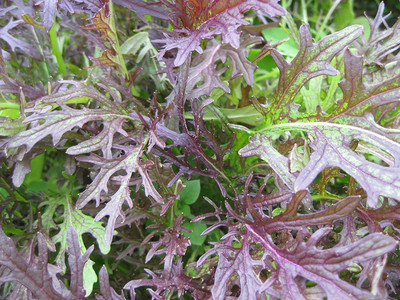 VibeX ® XLR-918 Mizuna Mix Lettuce(Japanese Cabbage) Seed(200 per packet)