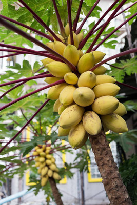 Pbevergreen Yellow Lady Papaya F1 Hybrid Seed(400 per packet)
