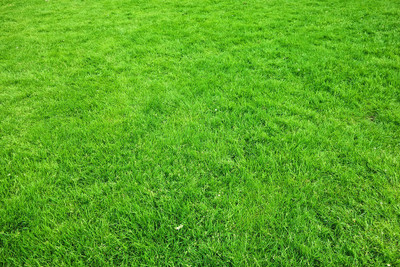 Arshiayat Bermuda Grass Seed(19000 per packet)