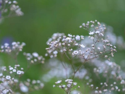 seedex gypsophila flower Seed(50 per packet)