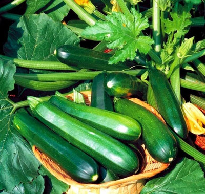 Aywal Cucumber Seeds | Non-GMO | Fresh Garden Seed(475 per packet)