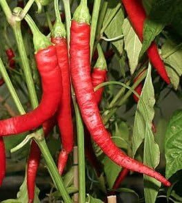 Qualtivate XXX-1A Long Red Thin Cayenne Peppers Chilli Heirloom Seed(300 per packet)
