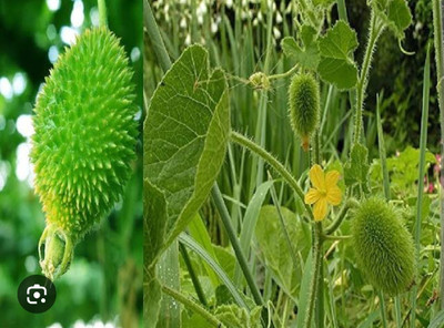 seedargo kantola seeds hybrid, kakoda hybrid, kakrol, kantola seeds desi Seed Seed(15 per packet)