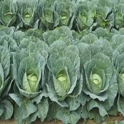 MAA Cabbage Seed(110 per packet)