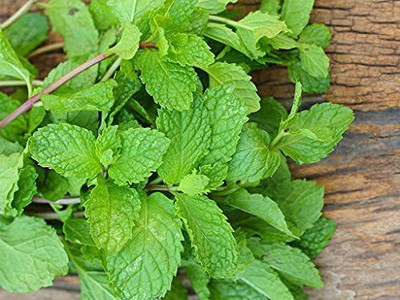 KANAYA Mint/Pudina Hybrid Seed(105 per packet)