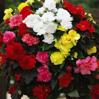 Qualtivate VVI-157 Begonia F1 Non Stop Mixed seed Seed(25 per packet)