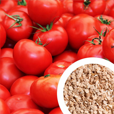 LPR tomato,tamatar Seed(50 per packet)