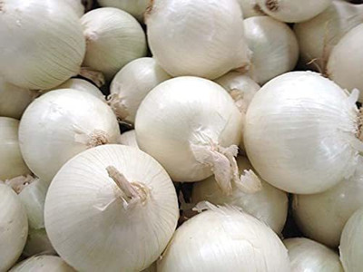 CYBEXIS Hybrid White Onion Seeds1000 Seeds Seed(1000 per packet)