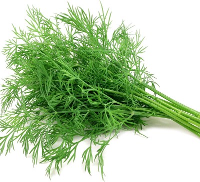 CYBEXIS HUA-48 - Dill Mammoth Giant - (750 Seeds) Seed(750 per packet)