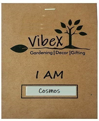 CYBEXIS COSMOS BIPINNATUS SEASHELLS MIX Seed(50 per packet)