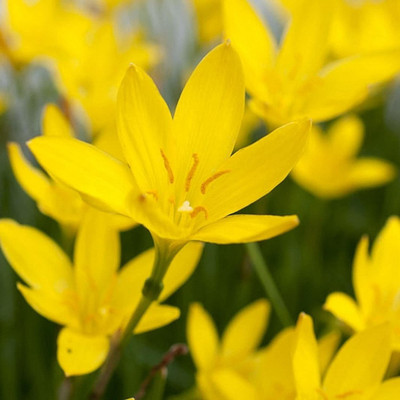CYBEXIS VVI-55 - Yellow Rain Lily - (60 Seeds) Seed(60 per packet)