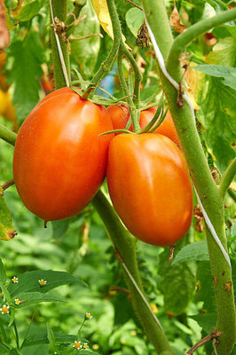 VELSUM tomato Seed(155 per packet)