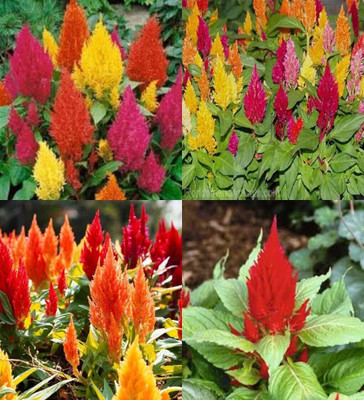Lorvox GARDENS MIX CELOSIA COCKSCOMB Celosia Argentea Cristata Seed(15 per packet)