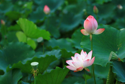MAA lotus,kamal seeds Seed(5 per packet)