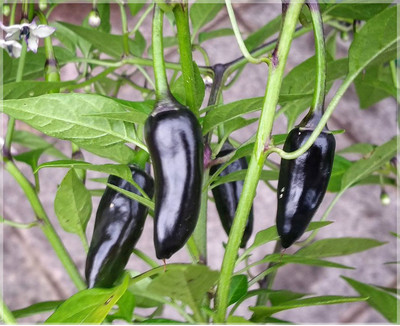 GREENSEA Hybrid Teekha Mirchi, Bullet Chilli Seed(62 per packet)