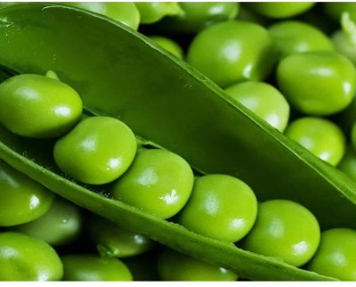 MYLAWN Green Peas Matar Seed(800 per packet)