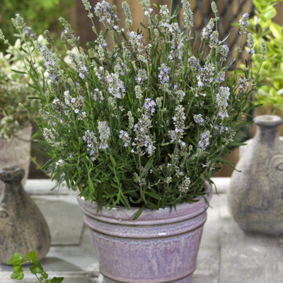 CYBEXIS VXI-87 - Lavender Ellagance Snow - (250 Seeds) Seed(250 per packet)