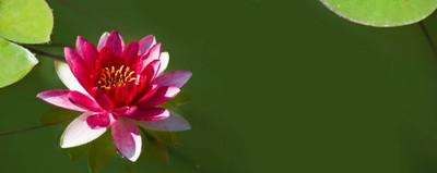 KNESSiN lotus,kamal gatta Seed(11 per packet)