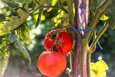 BDSreolve tomato Seed(30 per packet)