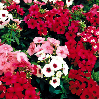 Lorvox Phlox Flower Seed, Fragrant Dwarf Hybrid Beauty Mixed Seed(26 per packet)