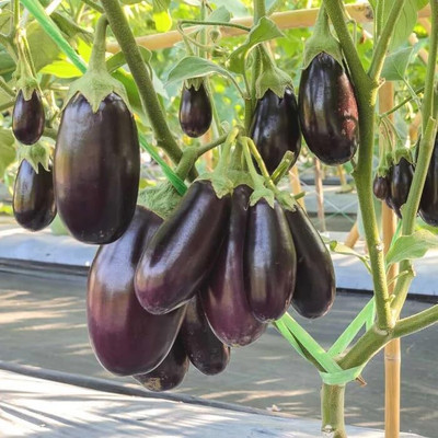 KNESSiN Brinjal Seedless F1 Hybrid ( Seeds) Seed(2000 per packet)