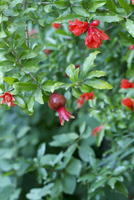 KANAYA POMEGRANATE FRUIT Seed(16 per packet)