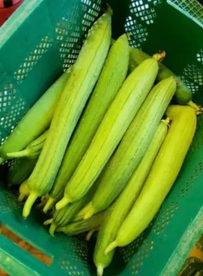 Aro Sponge Gourd, Luffa Seed(13 per packet)