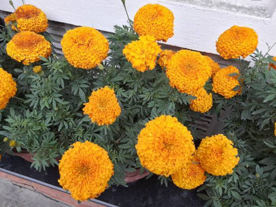 Kritharth Creation marigold,gende ka phool seeds Seed(21 per packet)