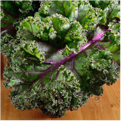 WILLVINE ROX -XVI Red Russian Kale Seeds [50g] Seed(15000 per packet)