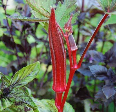 WILLVINE KGF -739 Red okra/Bhindi/Gumbo/Bendekai Seeds -1500 Seeds Seed(1500 per packet)