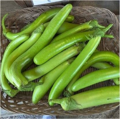 Qualtivate HUA-8A F1 HYBRID BRINJAL GREEN LONG/ LAMBE BENGAN Seed(300 per packet)