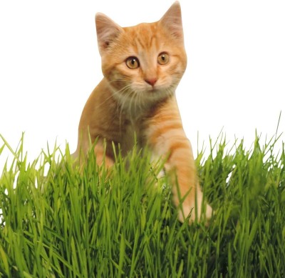 VibeX XL-63 - Cat Grass(Sweet Oats for Cats) - (13500 Seeds) Seed(13500 per packet)