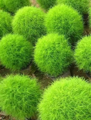 wequality Hybrid fresh Kochia flower seeds for planting garden Seed(80 per packet)