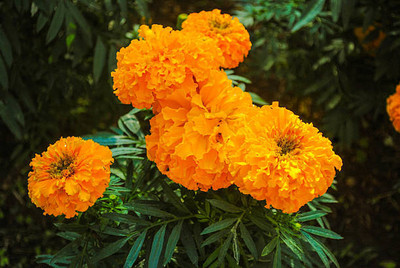 JINIA marigold,gende ka phool seeds Seed(20 per packet)