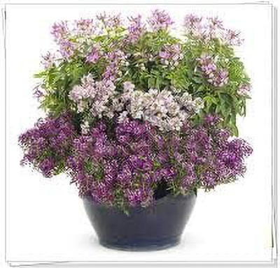 Aywal Alyssum Mixed Hybrid Flower Seed(80 per packet)