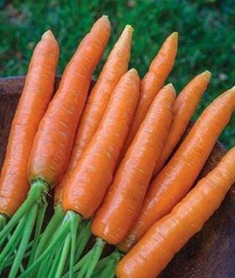 CYBEXIS NBIR-25 - Carrot Scarlet Nantes - (2250 Seeds) Seed(2250 per packet)