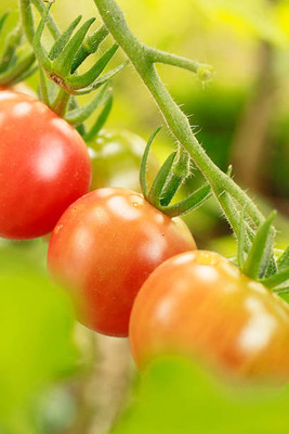 SIDDHARTH FISH FARM tomato Seed(135 per packet)