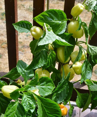 Qualtivate PUAS-3A Capsicum White Wonder Seeds Seed(100 per packet)