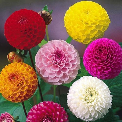 seedagro Dahlia Double Figaro Mix Seed(150 per packet)