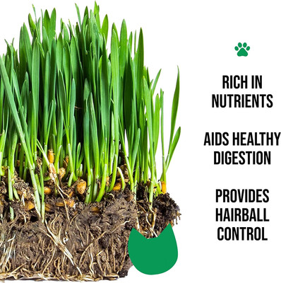Qualtivate LX-112 Cat Wheatgrass Seeds Seed(2000 per packet)