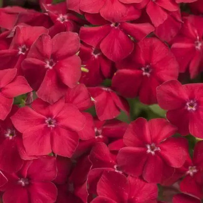 Aro Phlox beauty Seed(108 per packet)