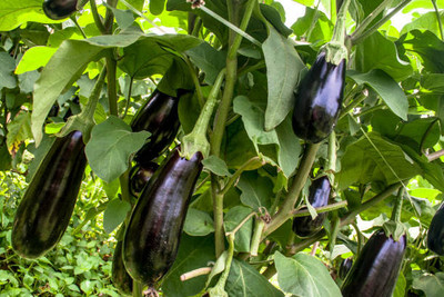 Kodali Hybrid F1 Brinjal Seeds Pack Of 27 Seed(27 per packet)