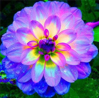 Lorvox Dahlia Double Figaro Mix Seed(34 per packet)