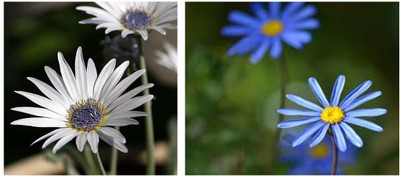 CYBEXIS KGF -71 - Blue Eyed Daisy Arctotis Flower - Kitch & Daisy Flower - (60 Seeds) Seed(60 per packet)